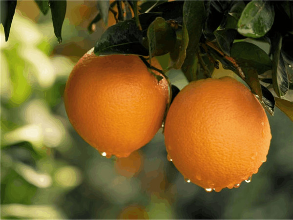 橙意助农 | 彩生活签约于都赣南脐橙，爆汁甜的有机红糖橙抢鲜预售！